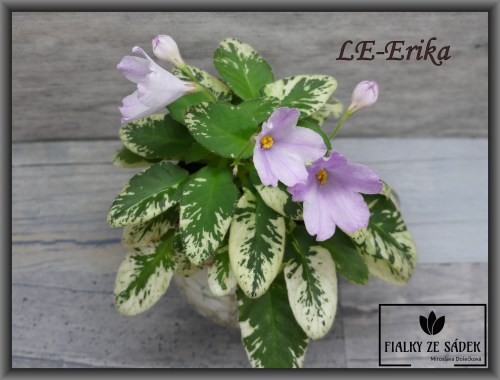 LE-Erika